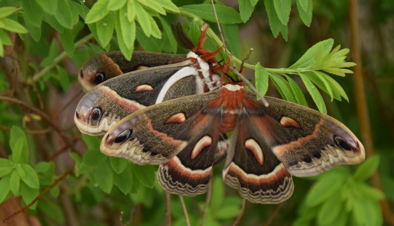 Cecropia moth aka. Hyalophora cecropia. Image created by Kate Bueckert and sourced from CBC.