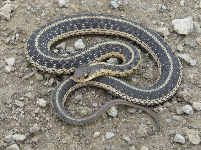Common garter snake aka. Thamnophis sirtalis. Image sourced from Toronto Wildlife.
