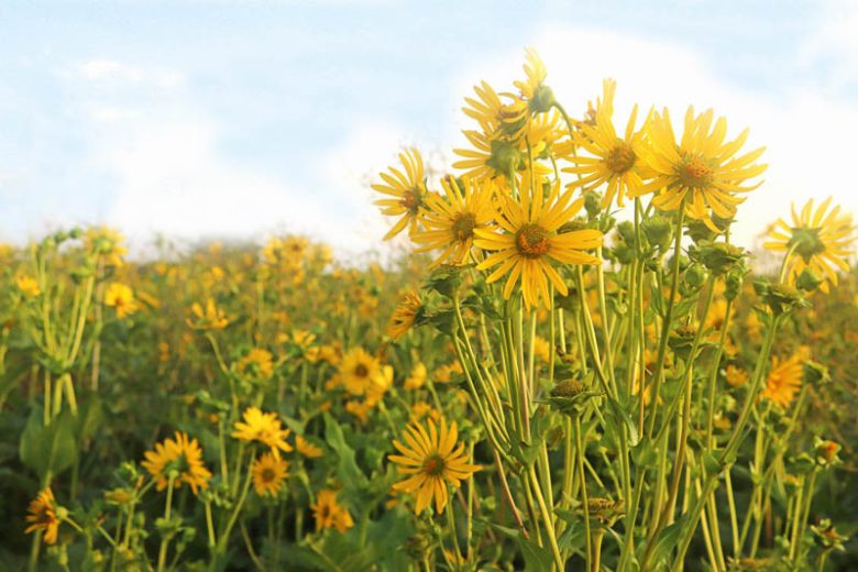 Cup plant aka. Silphium perfoliatum. Image sourced from Gardenia.