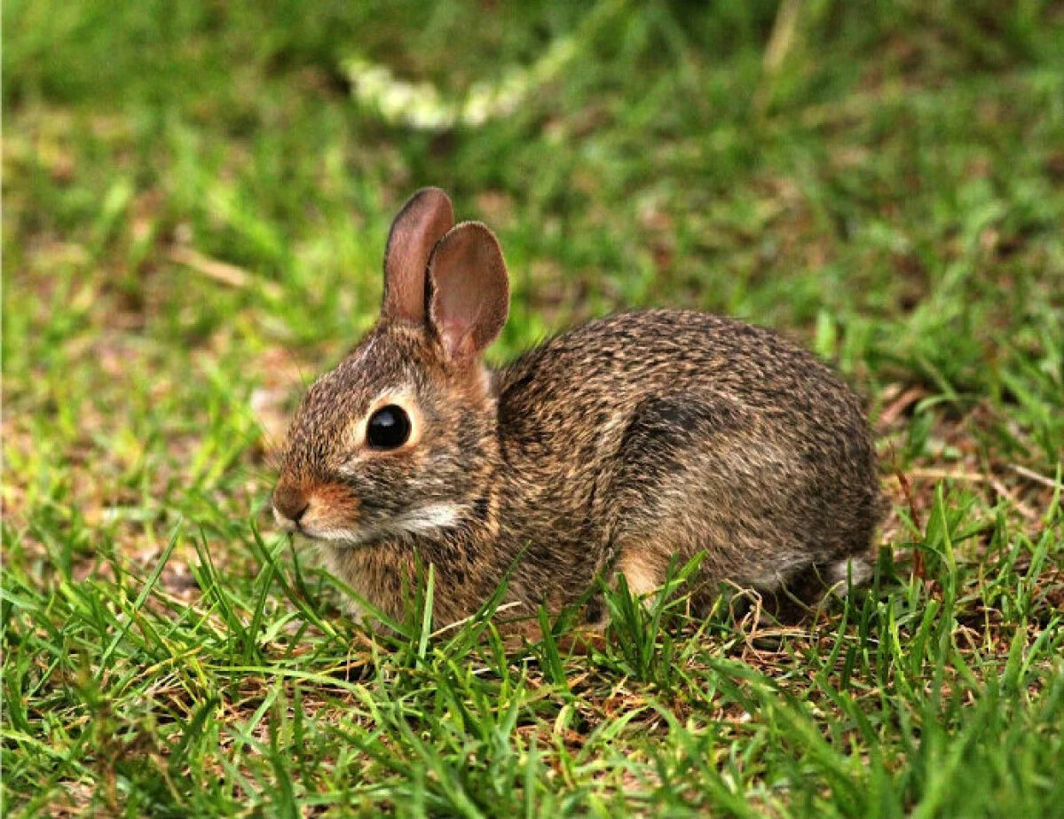 Eastern cottontail rabbit aka. Sylvilagus floridanus. Image sourced from Toronto Star.