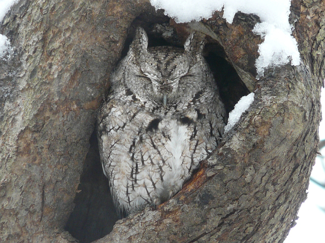 Eastern screech owl aka. Megascops asio. Image sourced from Toronto Wildlife.