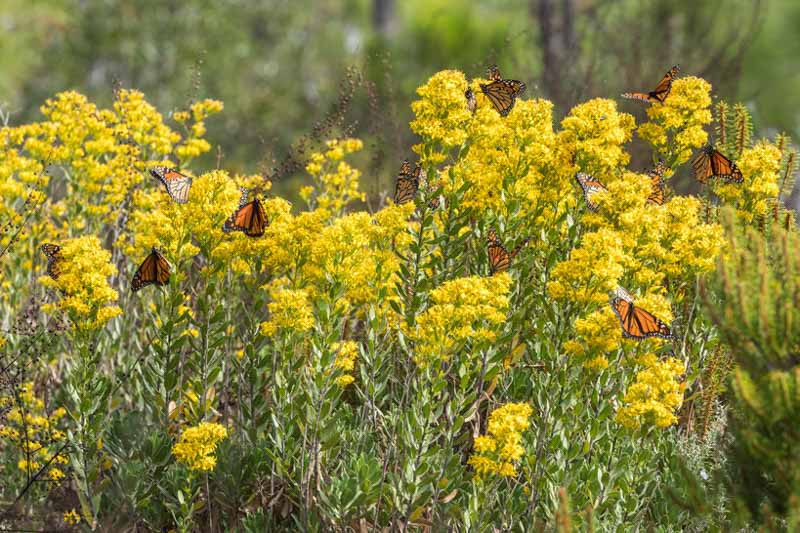 Goldenrod aka. Solidago speciosa. Image sourced from Gardenia.