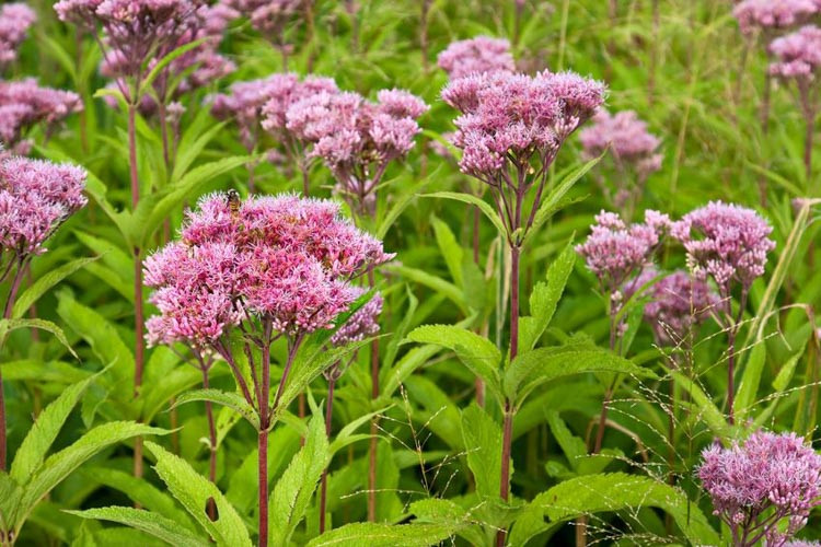 Joe-Pye weed aka. Eupatorium. Image sourced from Gardenia.