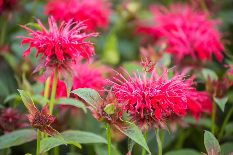 Scarlet bee balm aka. Monarda didyma, one of many monarda varieties local to Canada. Image sourced from Gardenia.