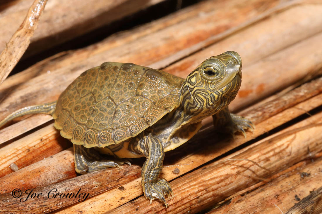 Northern map turtles have unique map-like markings and can be found in Ontario and Quebec. Image by Joe Crowly and sourced from Canadian Encyclopedia.