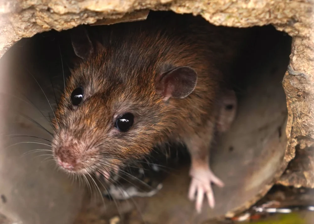 Norway rat aka. Rattus norvegicus. Image sourced from Greenleaf Pest Control.