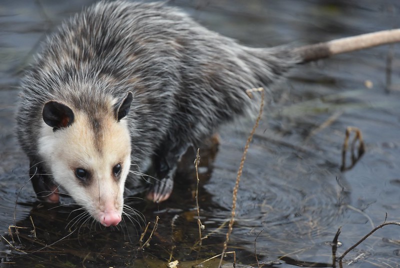 Virigina opossum aka. Didelphis virginiana. Image created by Andy Reago and Chrissy McClarren and sourced from Canadian Encyclopedia.