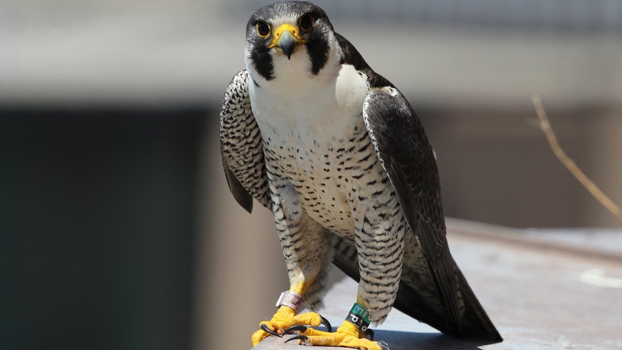Peregrine falcon aka. Falco peregrinus. Image created by Ryan Laird Iverson and sourced from TVO Today.