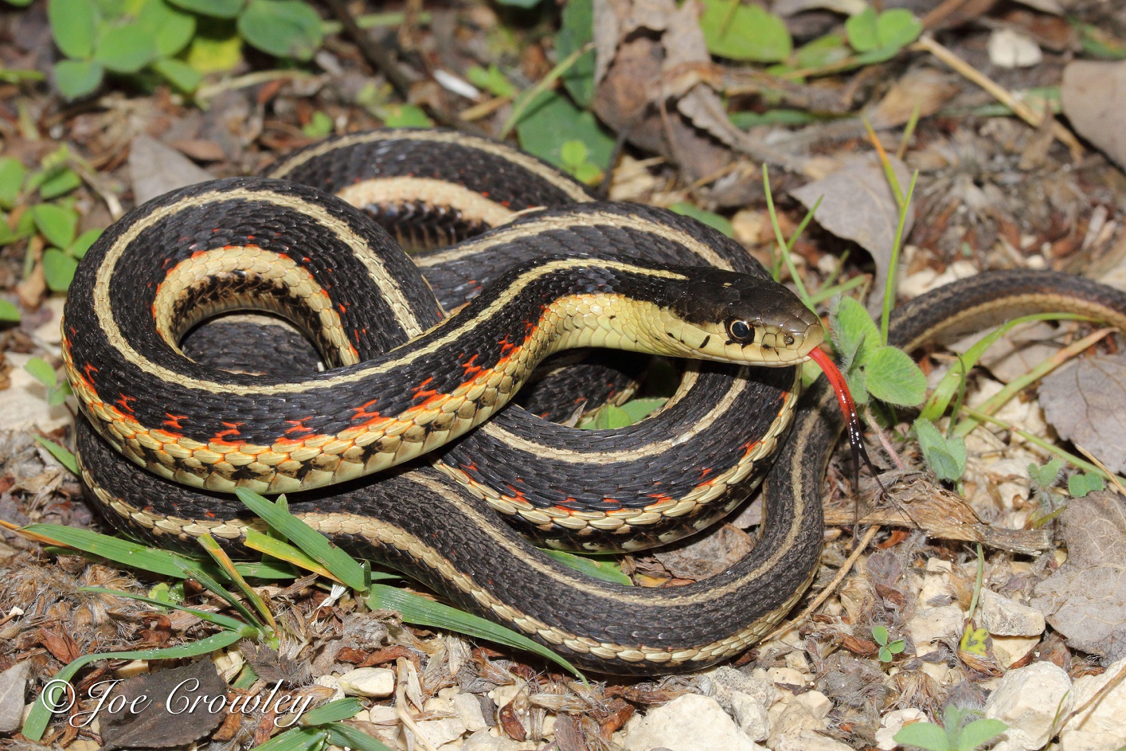 The red-sided gartersnake is found in more provinces and territories than any other common gartersnake subspecies. Its range includes parts of Ontario, Manitoba, Saskatchewan, Alberta, British Columbia and the Northwest Territories. Image by Joe Crowley and sourced from Canadian Encyclopedia.