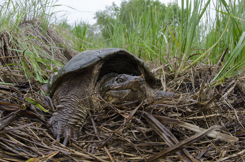 A snapping turtle at the Blue Hills Reservation, Massachusetts. Image by Misensus1 and sourced from Canadian Encyclopedia.
