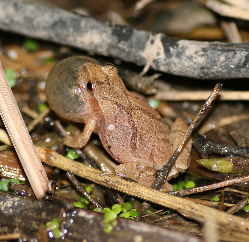 Spring peeper aka. Pseudacris crucifer. Image sourced from Ontario Nature.