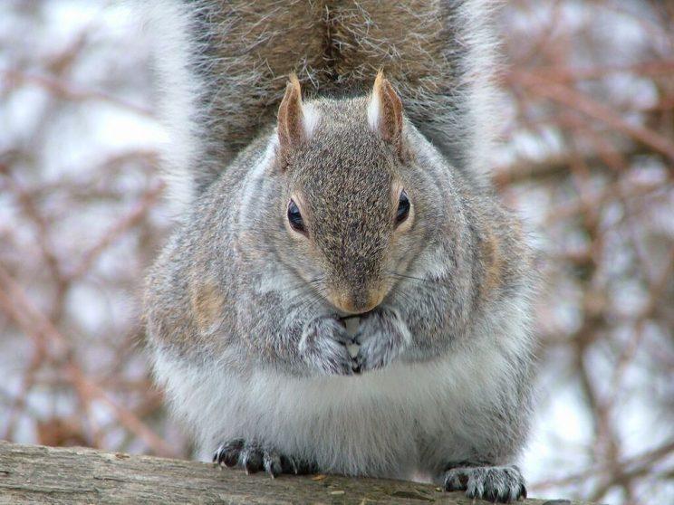 Eastern Grey squirrel aka. Sciurus carolinensis. Image sourced from High Park Nature.