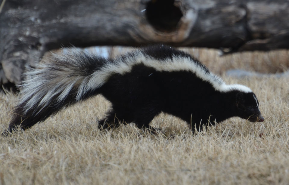 Striped skunk aka. Mephitis mephitis. Image sourced from Hinterlands Who's Who.