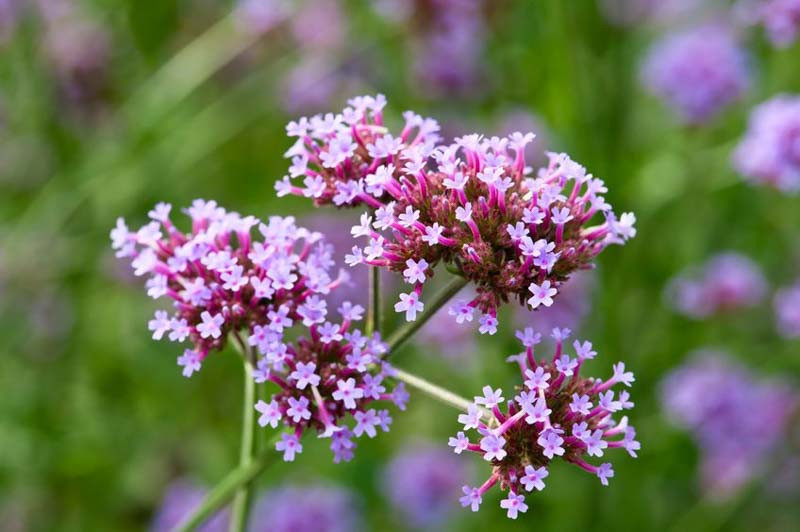 Purpletop vervain aka. Verbena bonariensis. Image sourced from Gardenia.