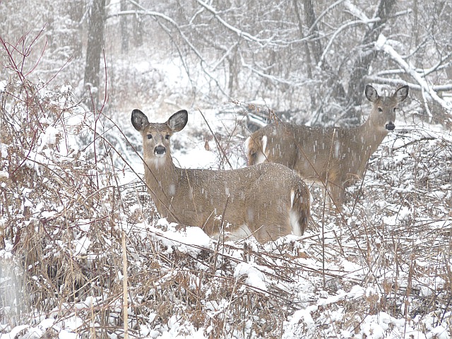 White-tailed deer aka. Odocoileus virginianus. Image sourced from Toronto Wildlife.