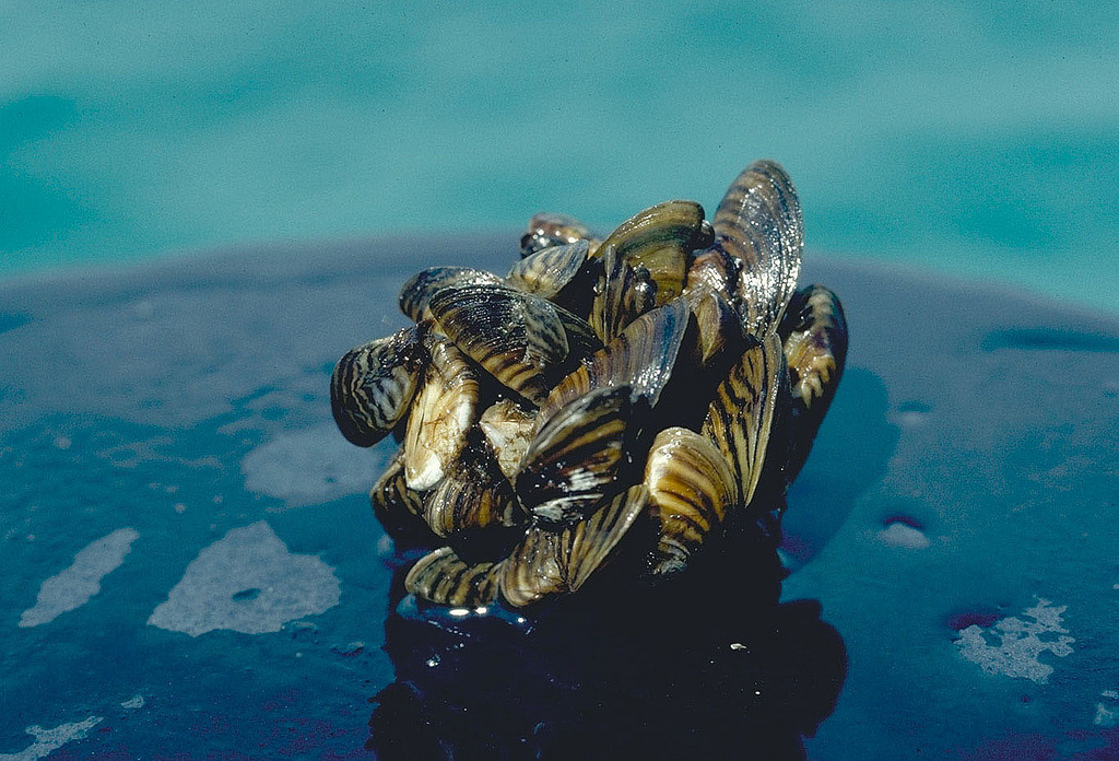 Zebra mussel cluster. Photo taken by D. Jude, Univ. of Michigan.